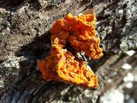 Tremella mesenterica image