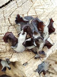 Auricularia auricula-judae image