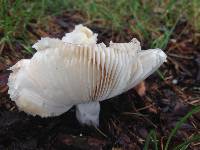 Russula grisea image