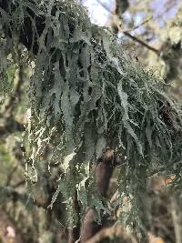 Ramalina leptocarpha image