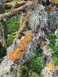 Xanthoria parietina var. parietina image