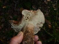 Tricholoma dryophilum image