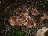 Tricholoma dryophilum image