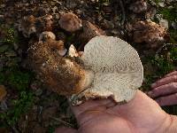 Tricholoma dryophilum image