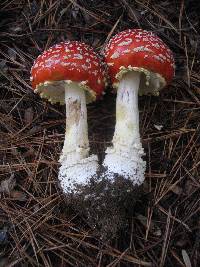 Amanita muscaria subsp. flavivolvata image