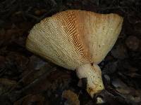 Lactarius alnicola image