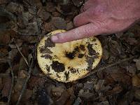 Lactarius alnicola image