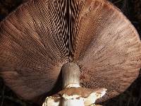 Agaricus hondensis image