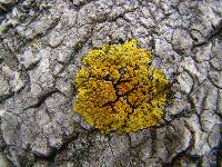 Xanthoria parietina var. parietina image