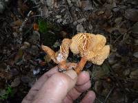 Lactarius rubidus image