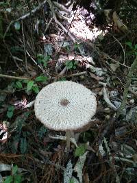 Macrolepiota clelandii image