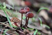 Marasmius plicatulus image