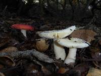 Russula cremoricolor image