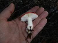 Russula cremoricolor image