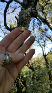 Ramalina menziesii image
