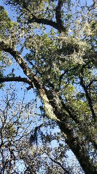 Ramalina menziesii image