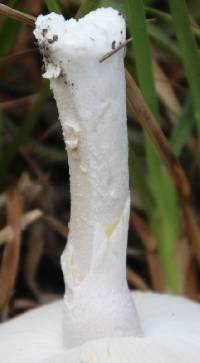 Leucoagaricus leucothites image