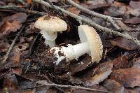 Amanita pantherina image