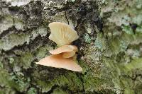 Pleurotus ostreatus image