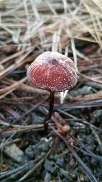 Marasmius plicatulus image