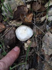 Inocybe geophylla image