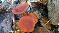 Lactarius rufulus image