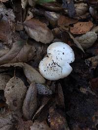 Image of Hygrocybe virginea