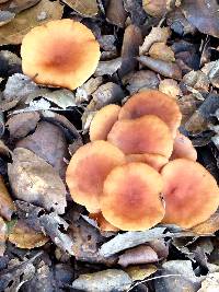 Lactarius rubidus image