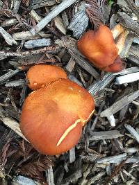 Gymnopilus sapineus image