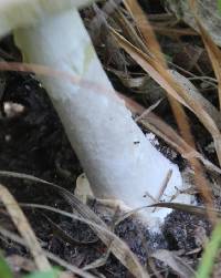 Leucoagaricus leucothites image