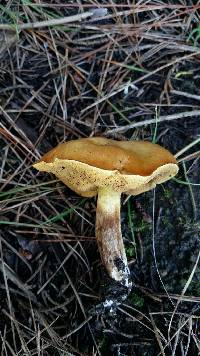 Suillus pungens image