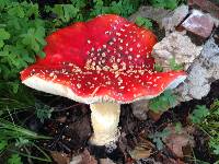 Amanita muscaria subsp. flavivolvata image