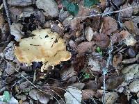 Lactarius alnicola image