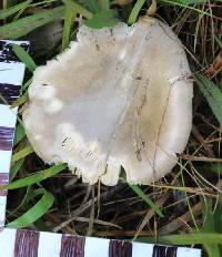 Leucoagaricus leucothites image