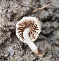 Coprinellus disseminatus image