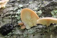 Pleurotus ostreatus image