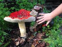 Amanita muscaria subsp. flavivolvata image