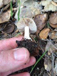 Inocybe geophylla image