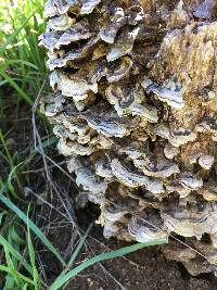 Trametes versicolor image