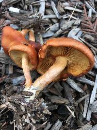 Gymnopilus sapineus image