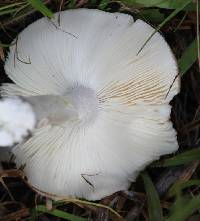 Leucoagaricus leucothites image