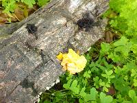 Tremella foliacea image