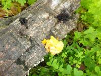 Tremella foliacea image