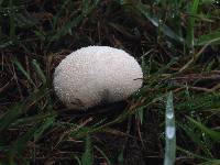 Lycoperdon pratense image