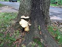 Polyporus squamosus image