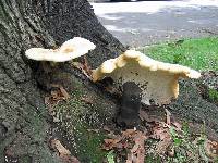 Polyporus squamosus image