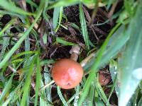 Marasmius oreades image