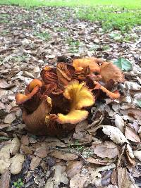 Omphalotus olivascens image