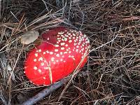 Amanita muscaria image