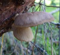 Pleurotus ostreatus image